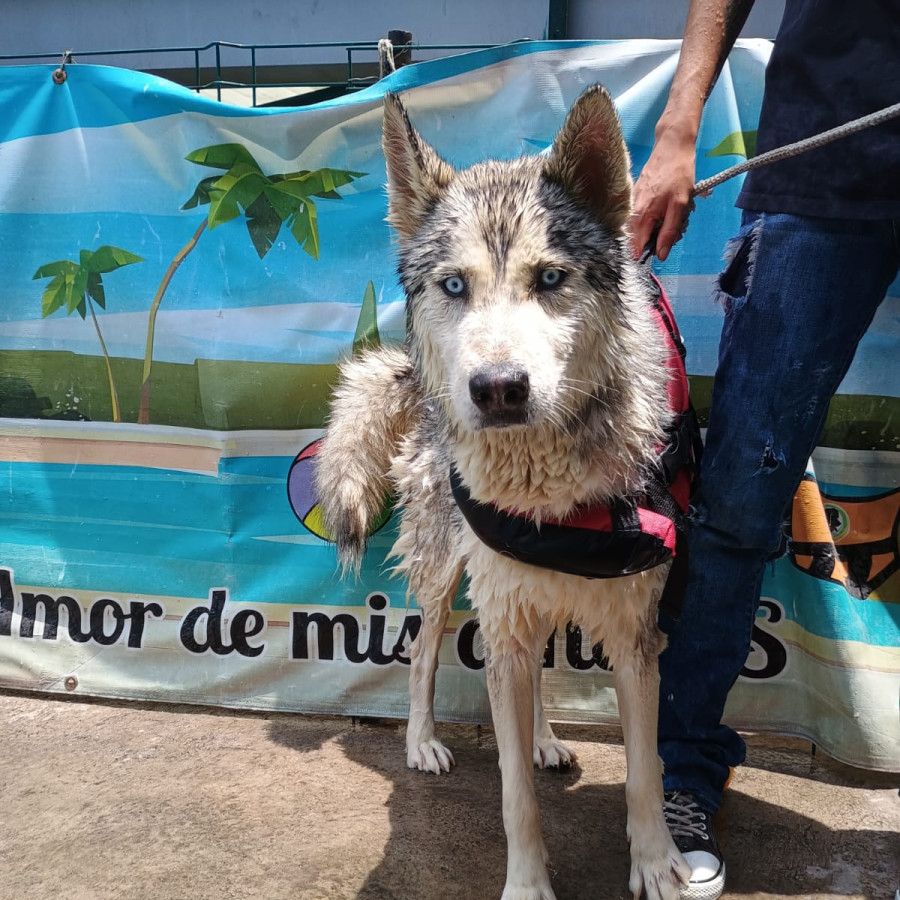 ROCKY | Raza Husky Siberiano | Perdido