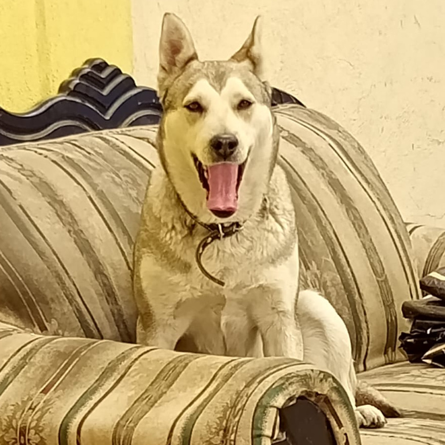 KIRA | Raza Mestiza, cruza de Husky con Pastor Belga Malinois | Perdida