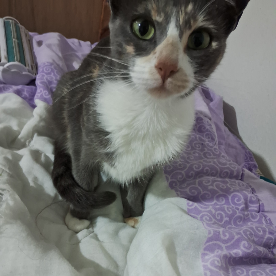 LUNA | Raza Calicó de pelo corto | Perdida