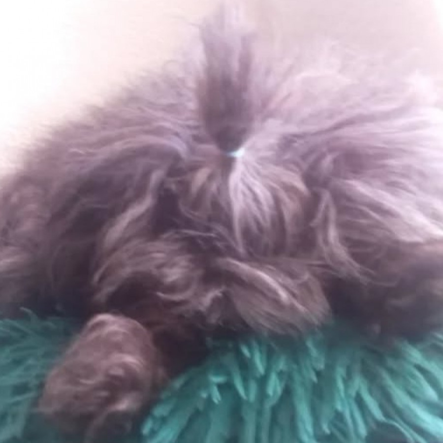 LUPITA | Raza French Poodle o Caniche | Perdida
