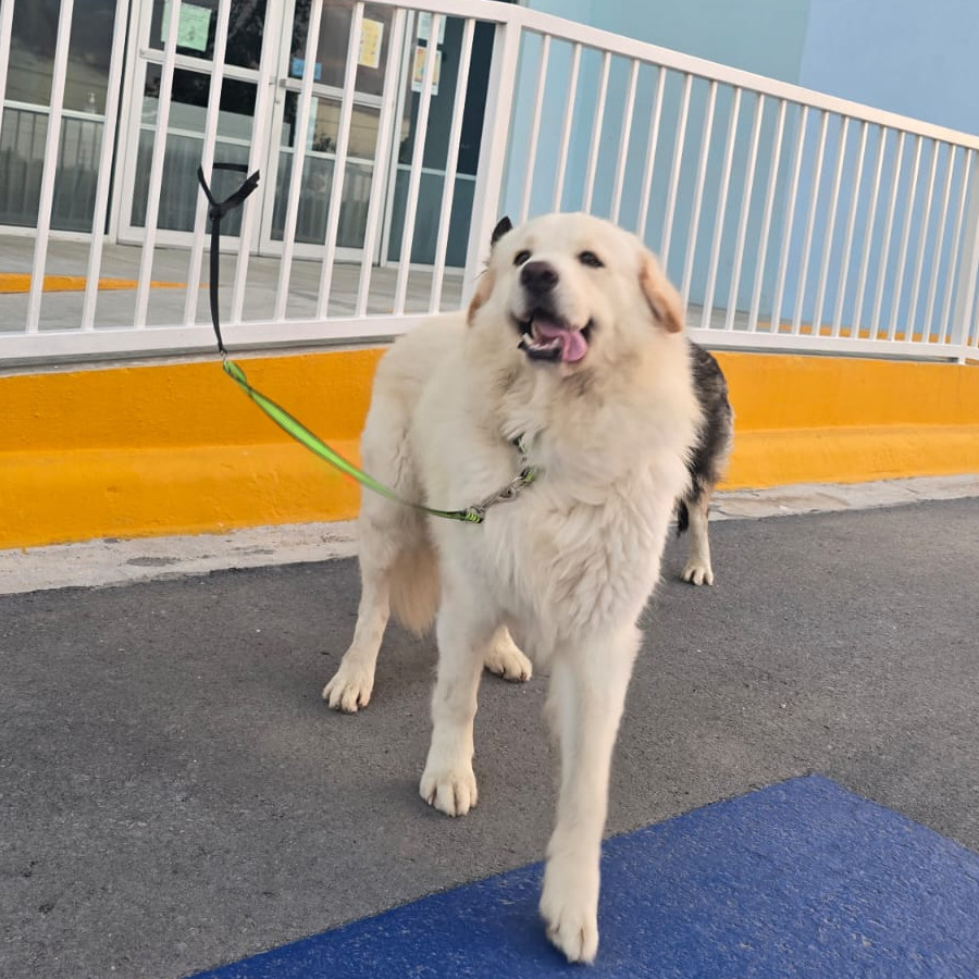 POLO | Raza Mestizo, Cruza De Labrador Con Husky | Perdido