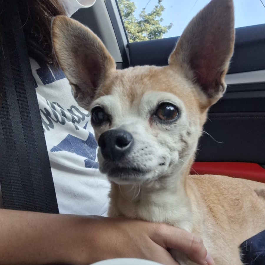  | Raza Chihuahua | Final Feliz