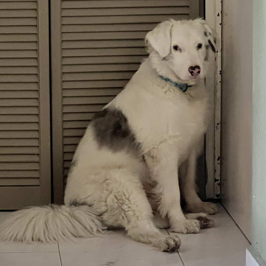 BOB (SORDO Y DÉBIL VISUAL) | Raza Border Collie  | Perdido