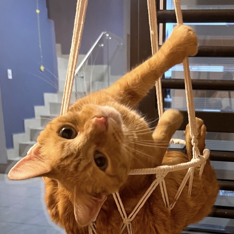 CANELO | Raza Doméstico Americano de pelo corto. | Final Feliz