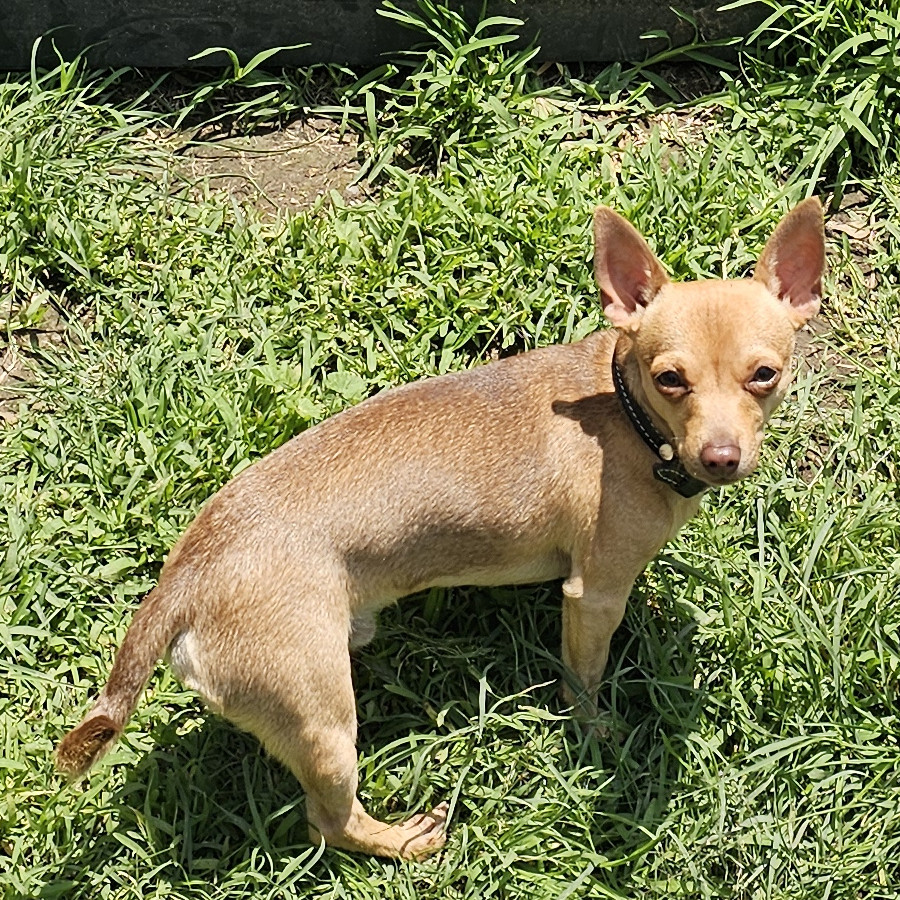 DOBBY | Raza Chihuahua | Perdido