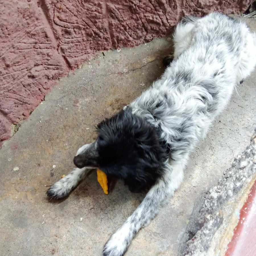 MANCHAS | Raza Mestizo | Perdido