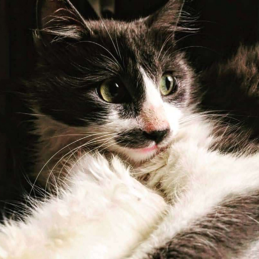 MOSTACHITO | Raza Doméstico Americano de pelo semilargo | Final Feliz