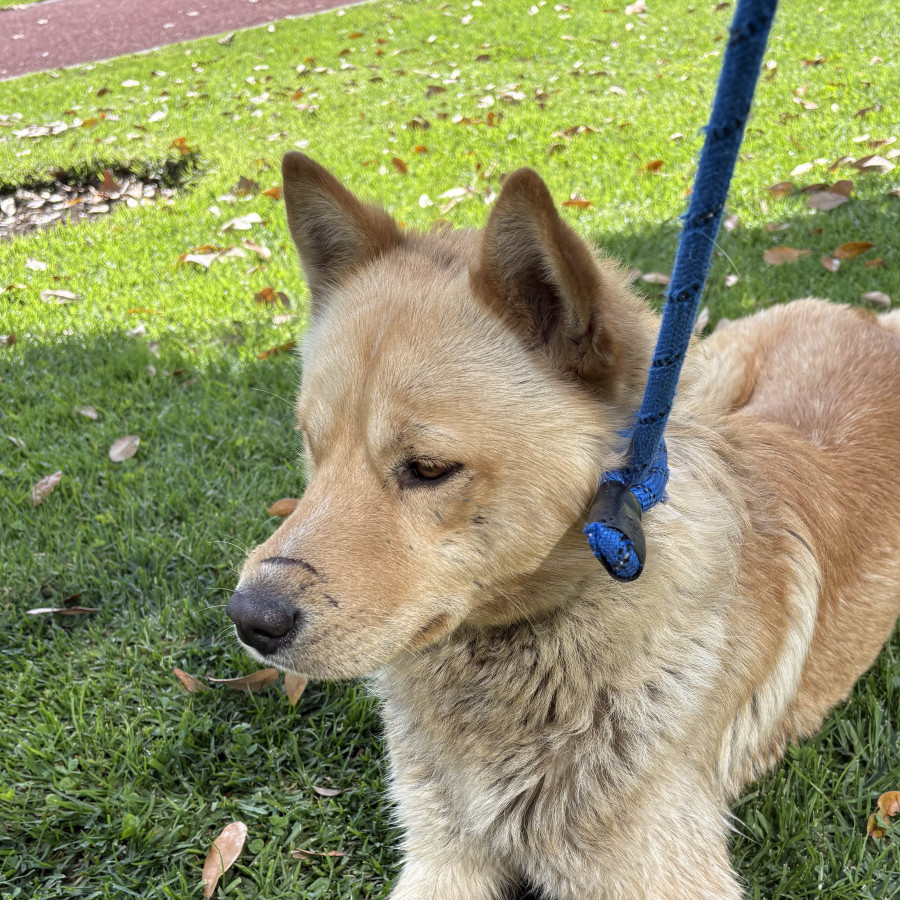  | Raza Mestizo, posible cruza de Shiba Inú | Encontrado
