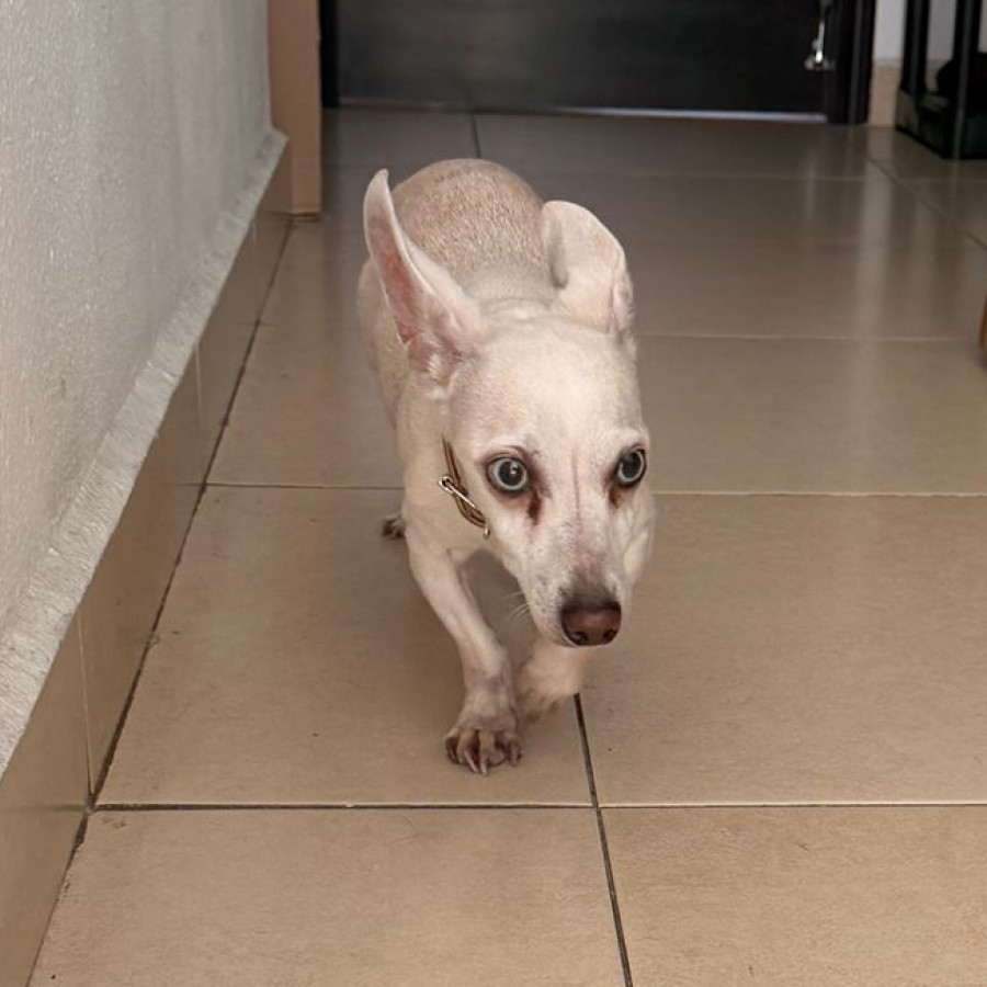  | Raza Chihuahua | Encontrada