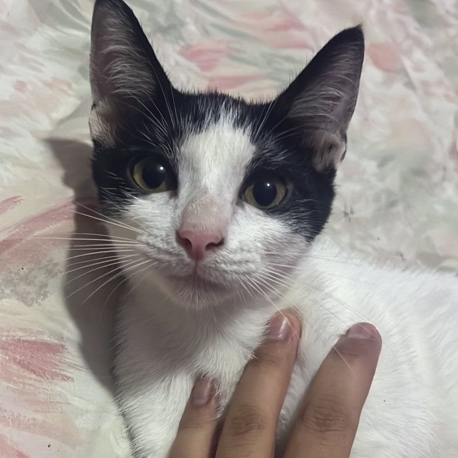 NICO | Raza Doméstico Américano de Pelo Corto | Perdido