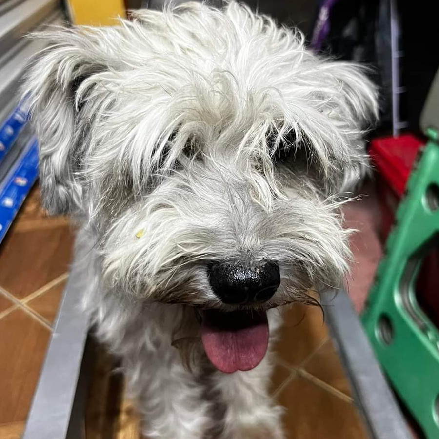 GINNY | Raza Schnauzer | Perdida