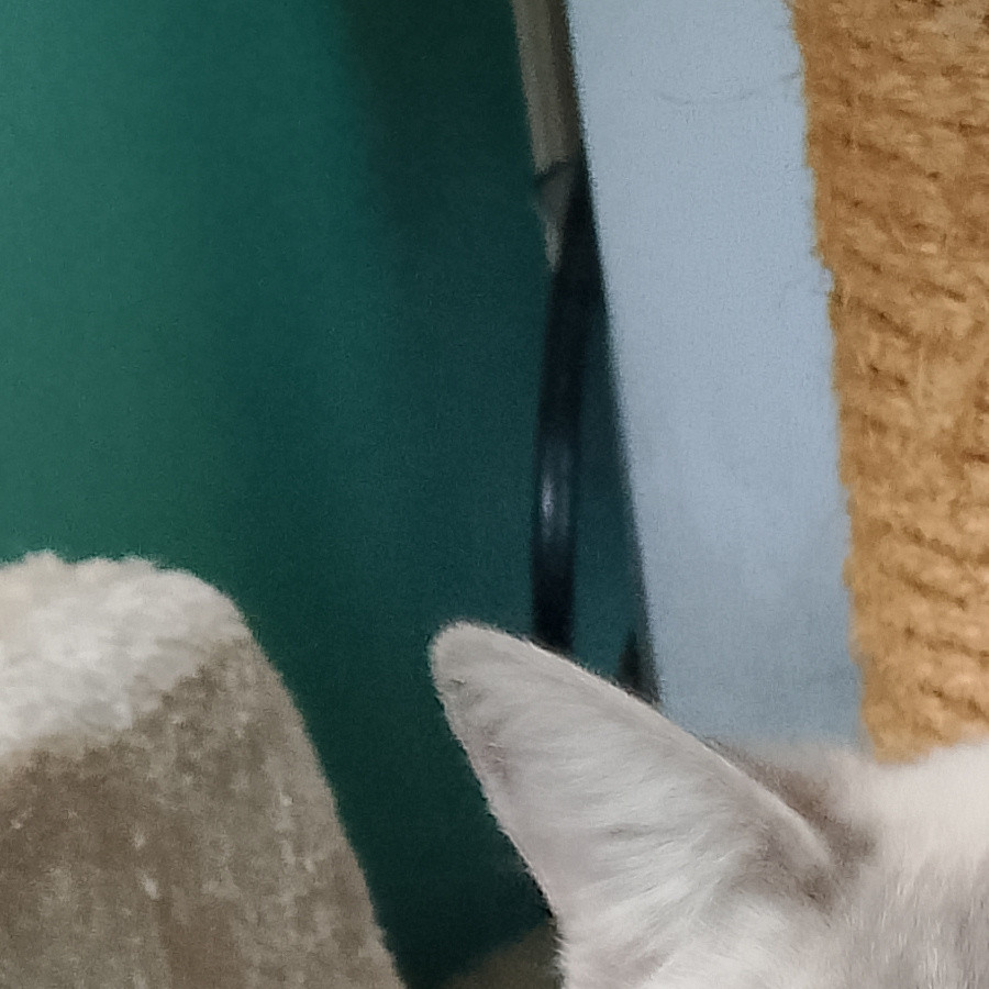 DULCINEA | Raza Aslan o Siamés moderno, punto | En Adopción