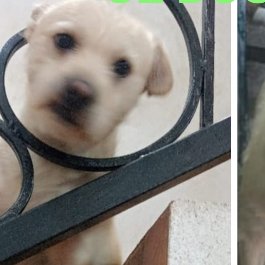 COOKIE | Raza Mestizo | Perdido