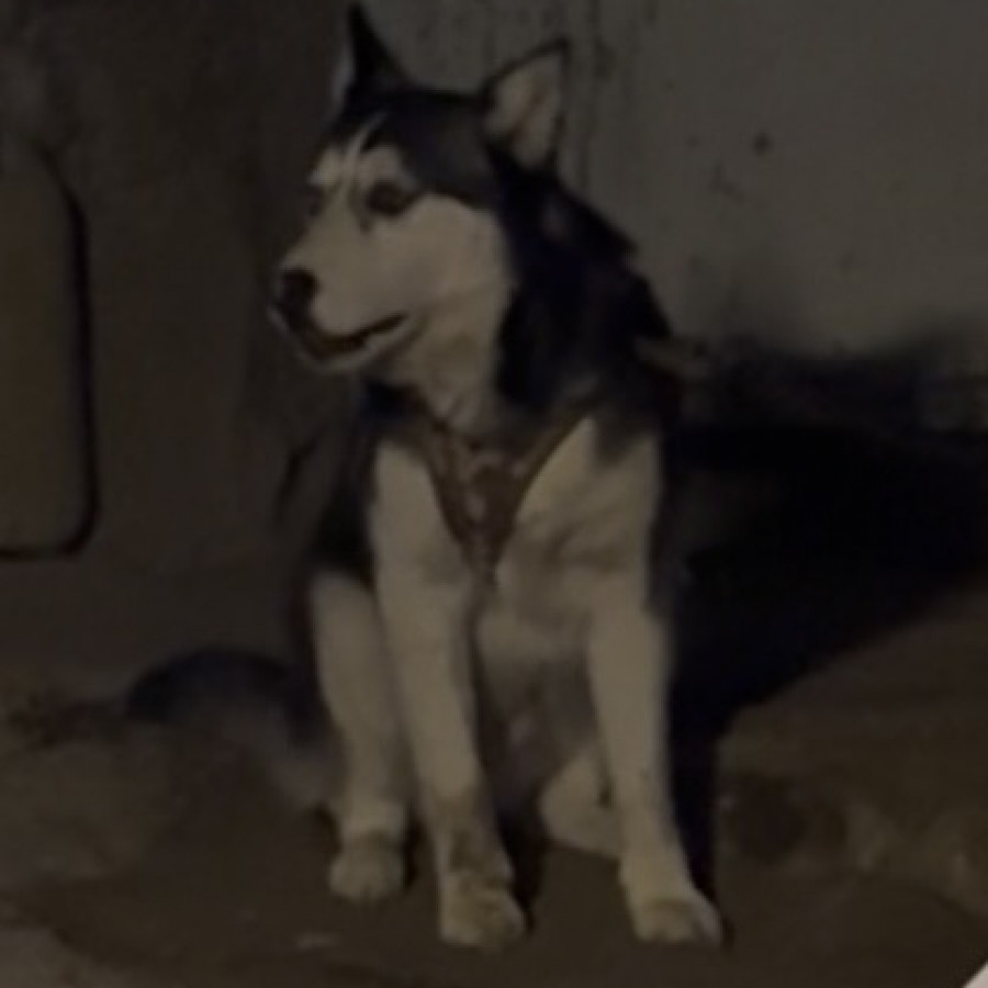 ROCKY | Raza Husky Siberiano | Perdido