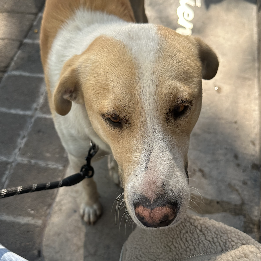  | Raza Mestizo, posible cruza de Labrador | Encontrado