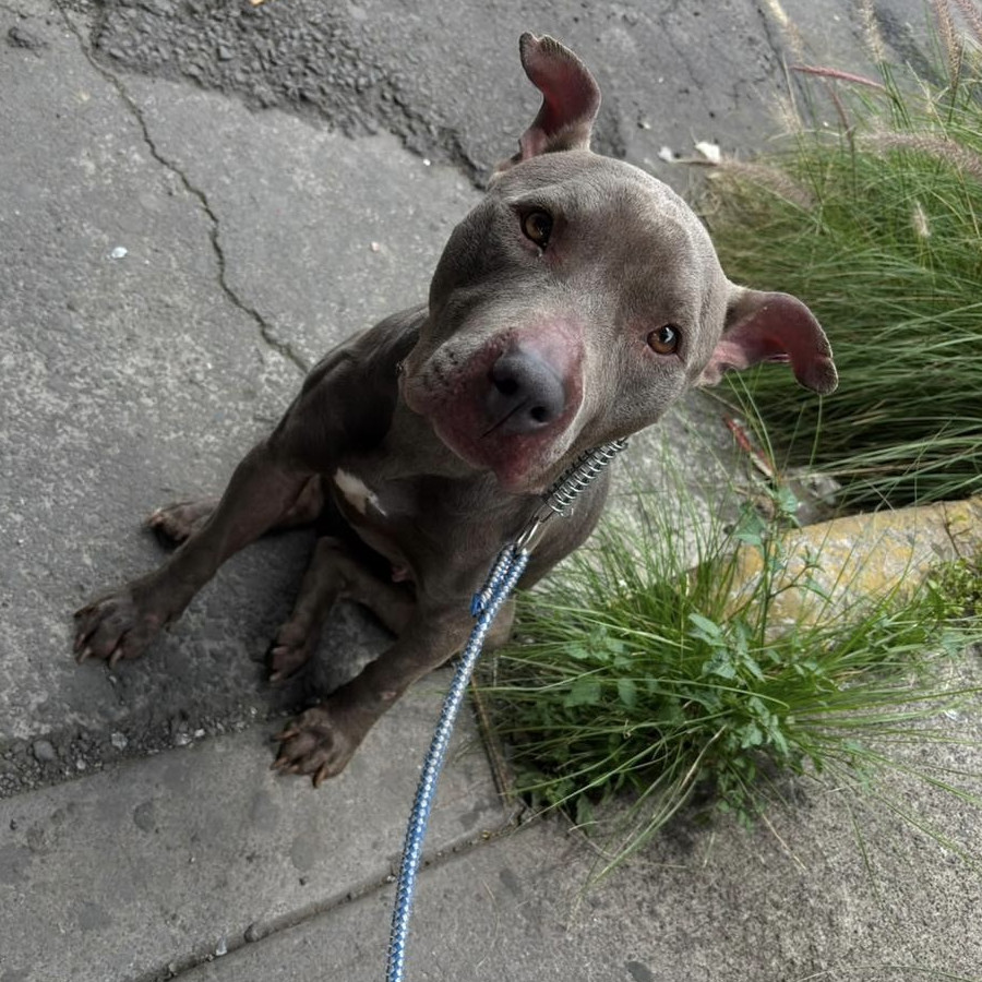  | Raza American Pitbull Terrier | Encontrada