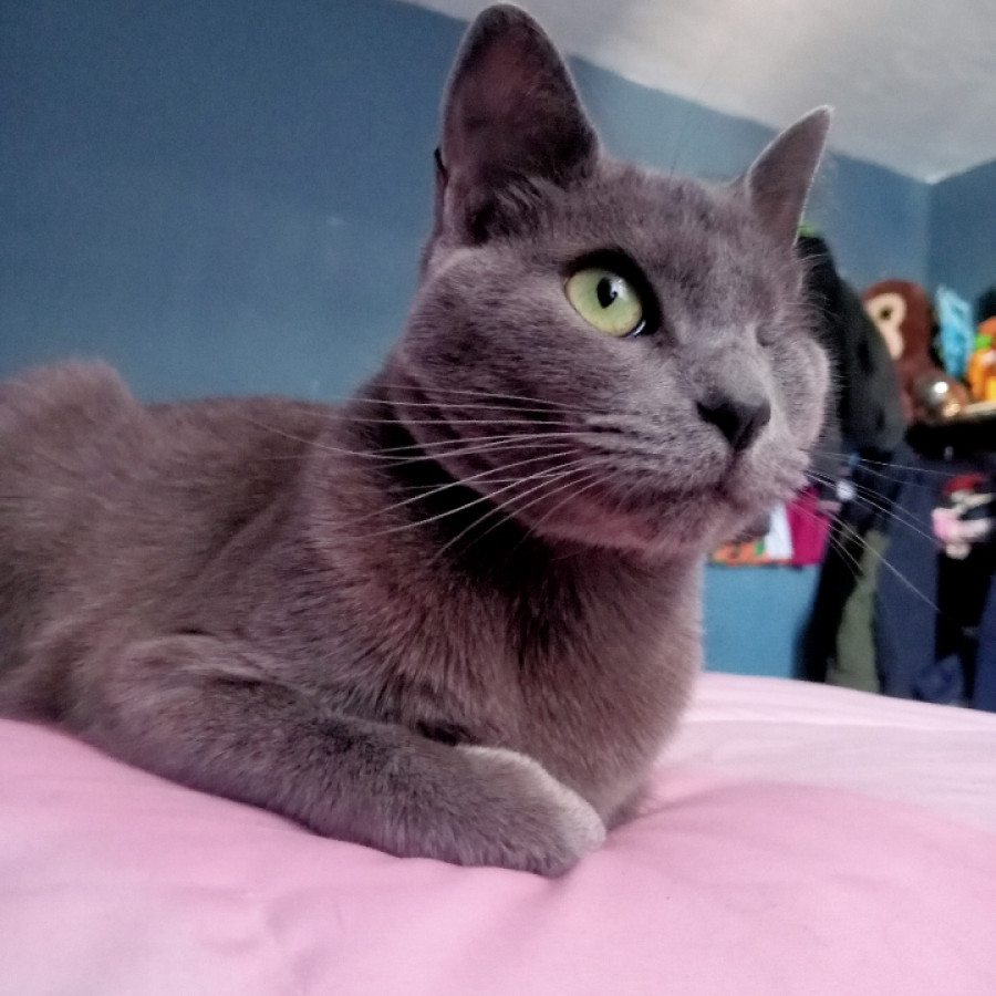 TARO | Raza Ruso Azul | Perdida