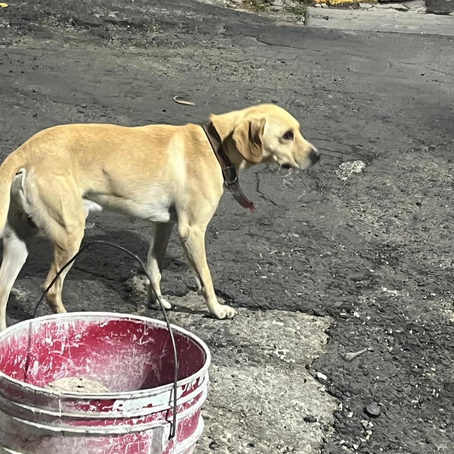 JAKE | Raza Mestizo, cruza de Labrador | Perdido