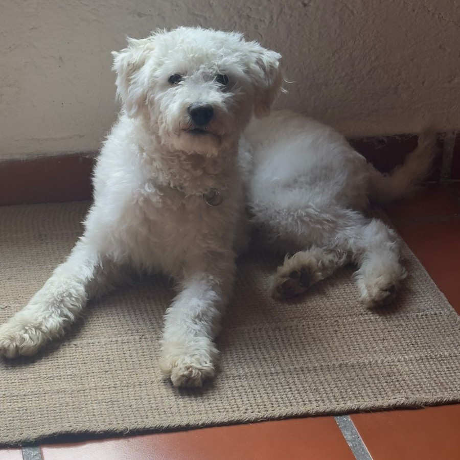  | Raza Mestizo, cruza de  French Poodle con Maltés,  (Maltipoo) | Encontrado