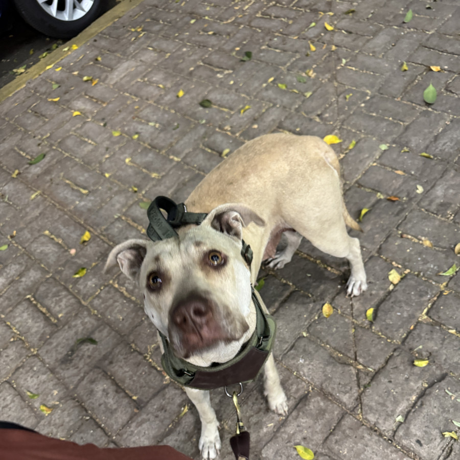  | Raza Mestiza,  cruza de American Pitbull Terrier | Encontrada