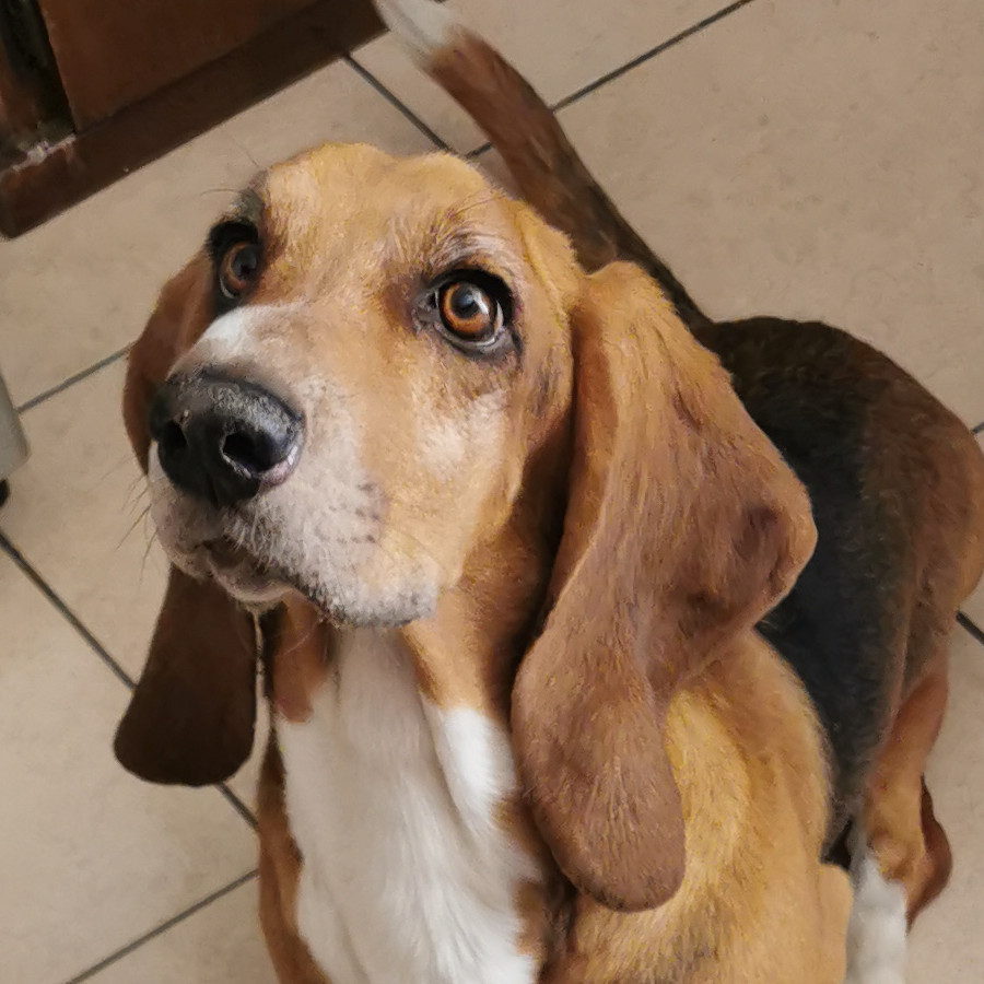 DOBBY | Raza Basset Hound | Final Feliz