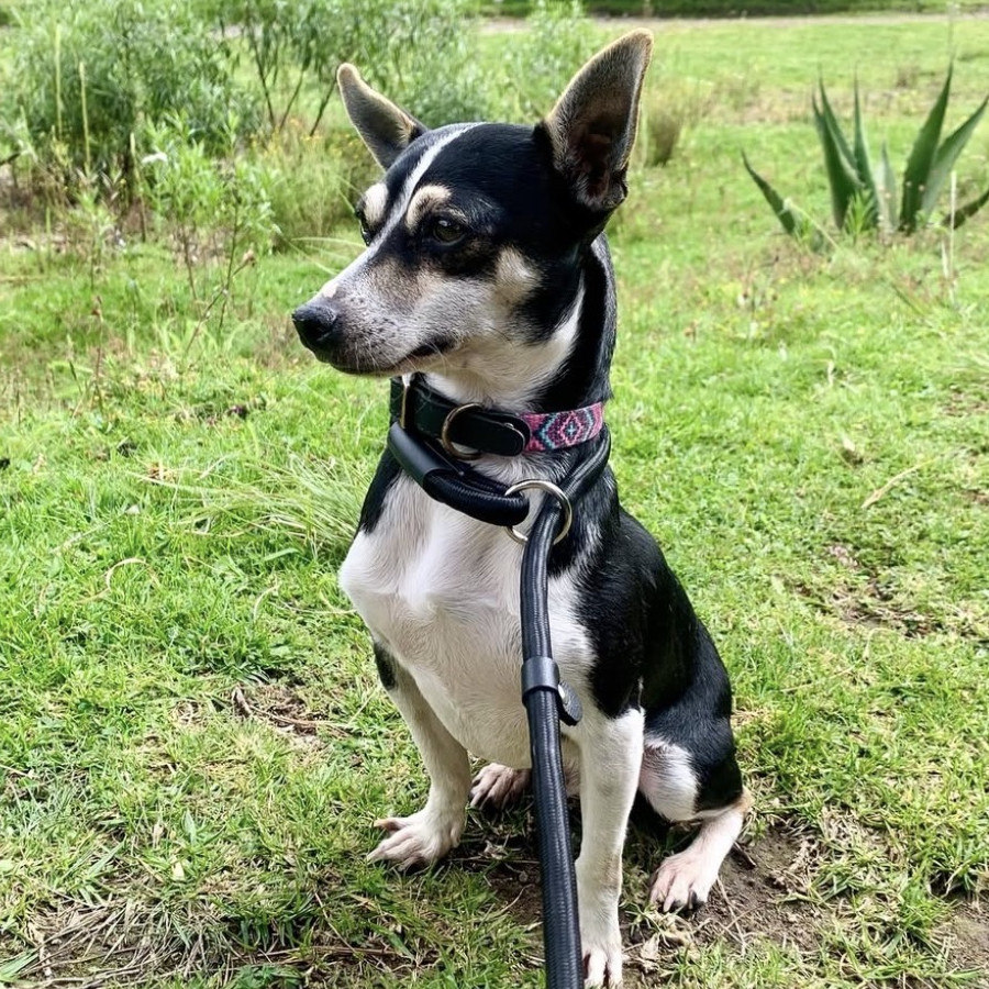  | Raza Mestizo, cruza de Chihuahua | Encontrado