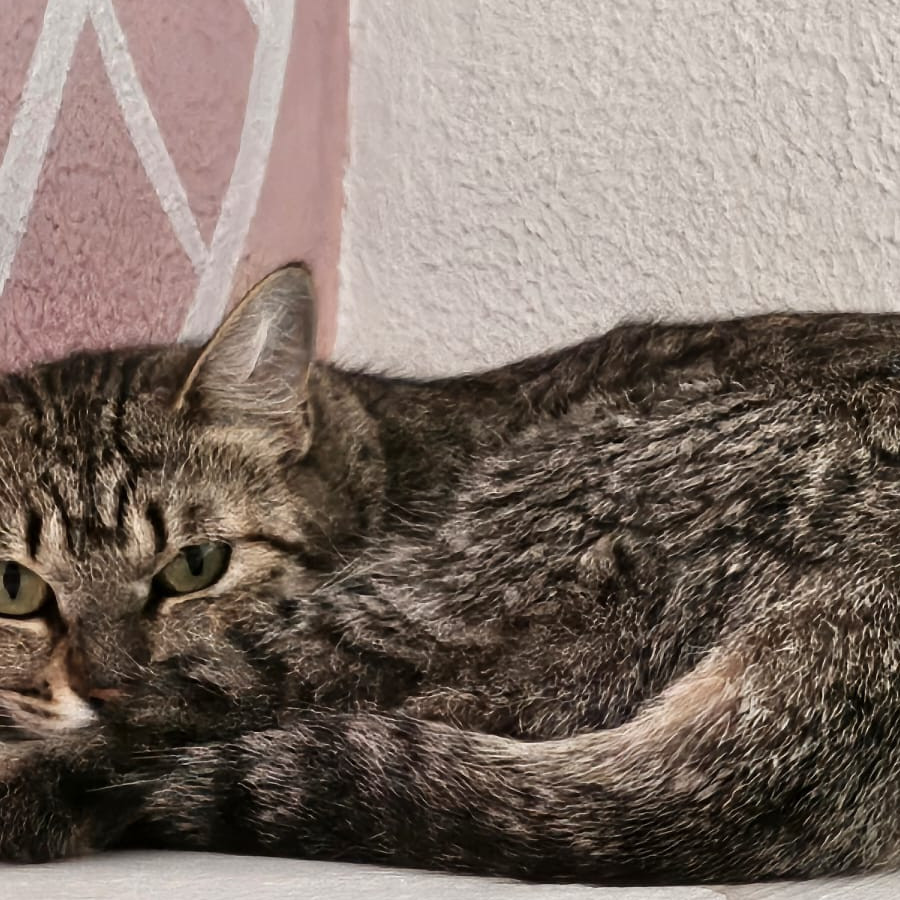 SASHA | Raza Doméstico Américano de Pelo Corto | En Adopción