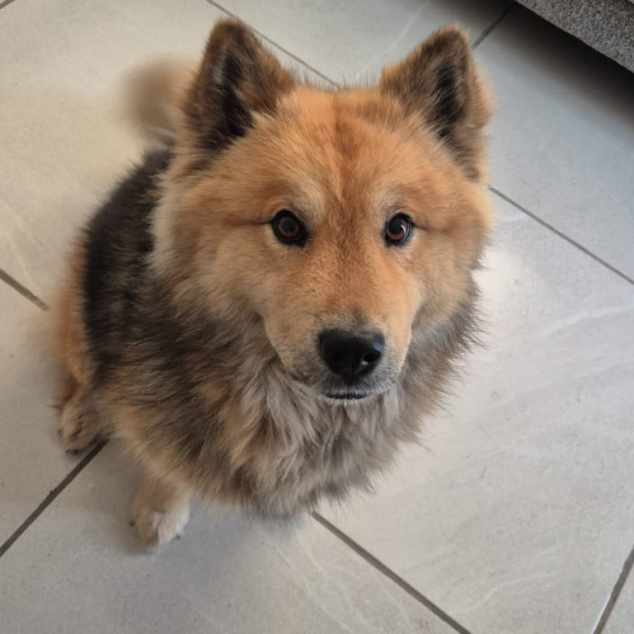 MILY | Raza Mestiza, cruza de Chow Chow | Perdida