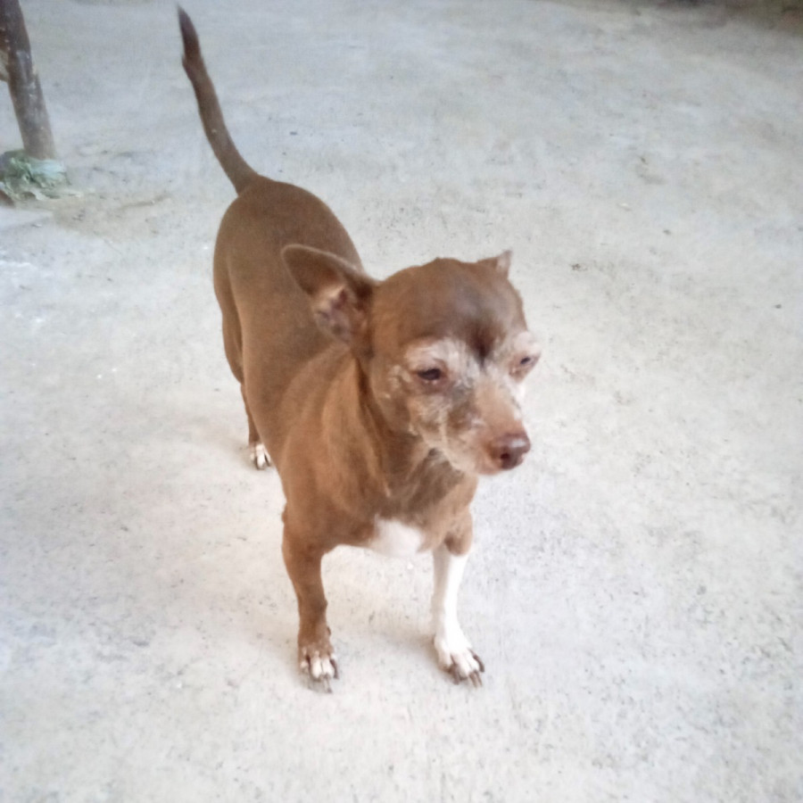 BRUCE | Raza Chihuahua | Perdida