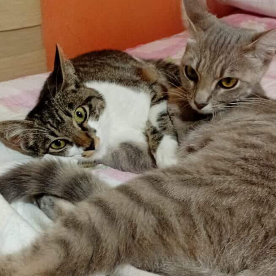 HERMANITAS GATITAS | Raza Doméstico Américano de Pelo Corto | En Adopción