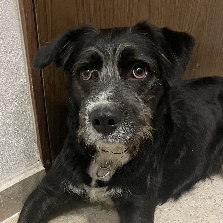  | Raza Mestizo, cruza de Schnauzer | Encontrado