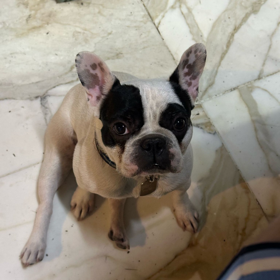 BOCHO | Raza Bulldog Francés  | Perdido
