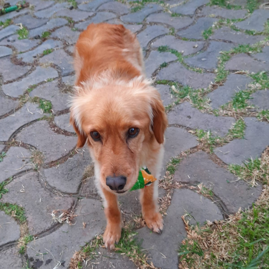 BROWNIE | Raza Mestizo, cruza de Cocker Spaniel | Perdido