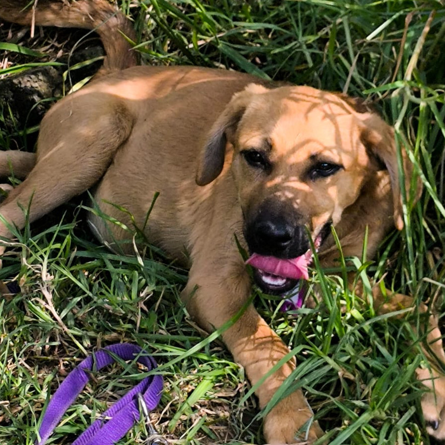 CANELA | Raza Mestiza | En Adopción