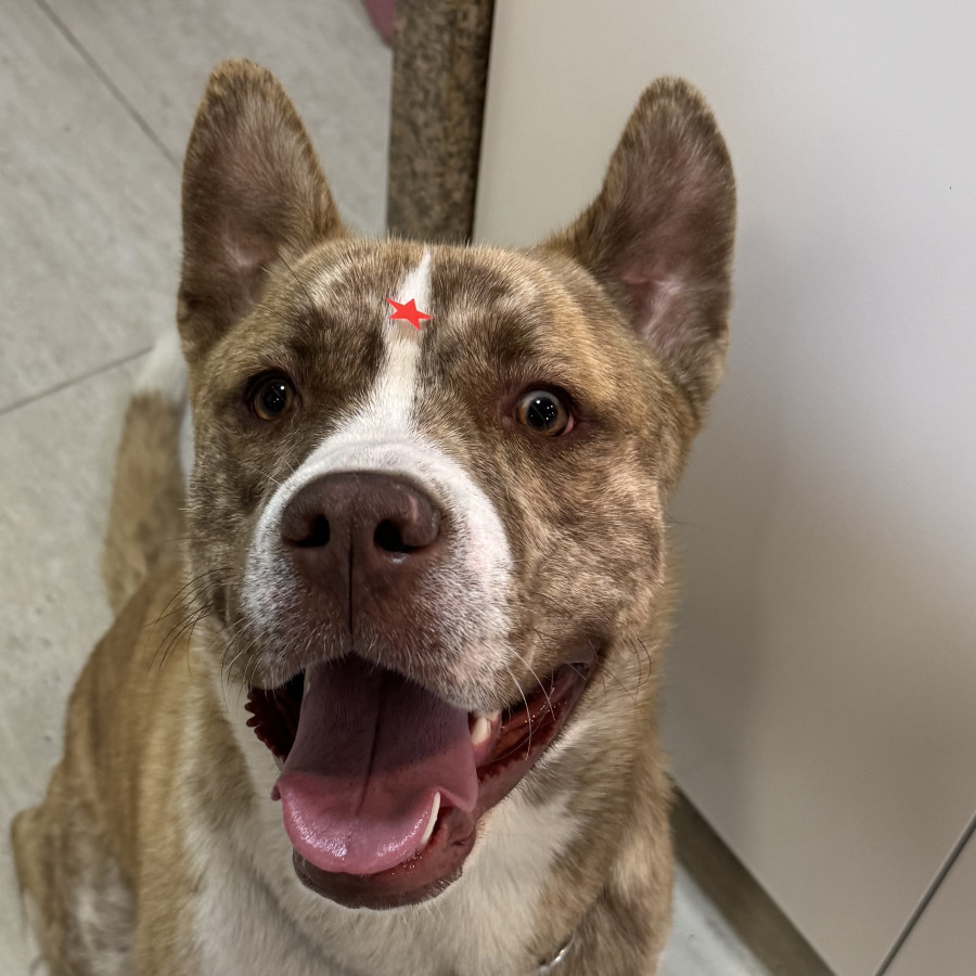  | Raza Mestizo, cruza de American Pitbull Terrier | Encontrado