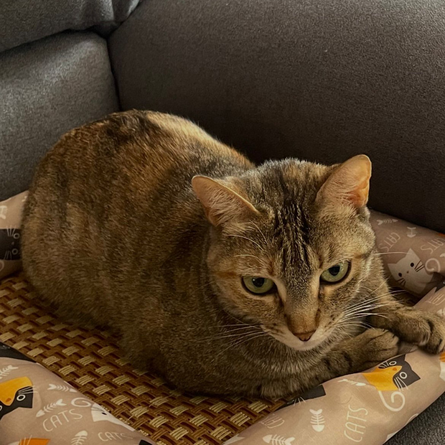 LUCI | Raza Doméstico Américano de Pelo Corto | Perdida