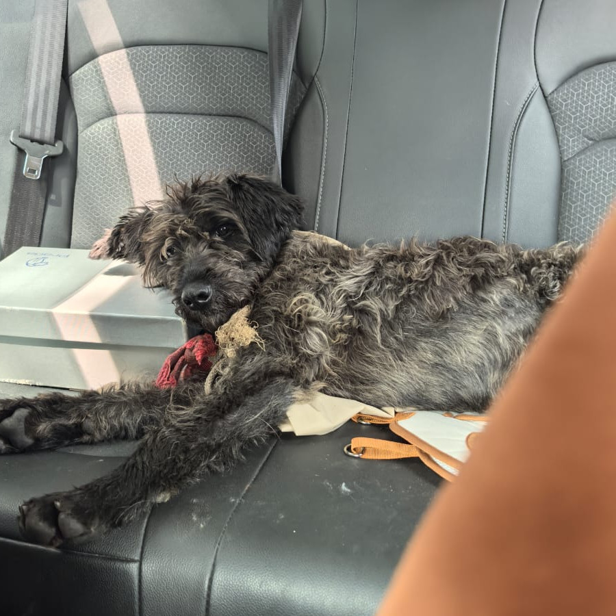  | Raza Mestizo, cruza de Schnauzer | Encontrado