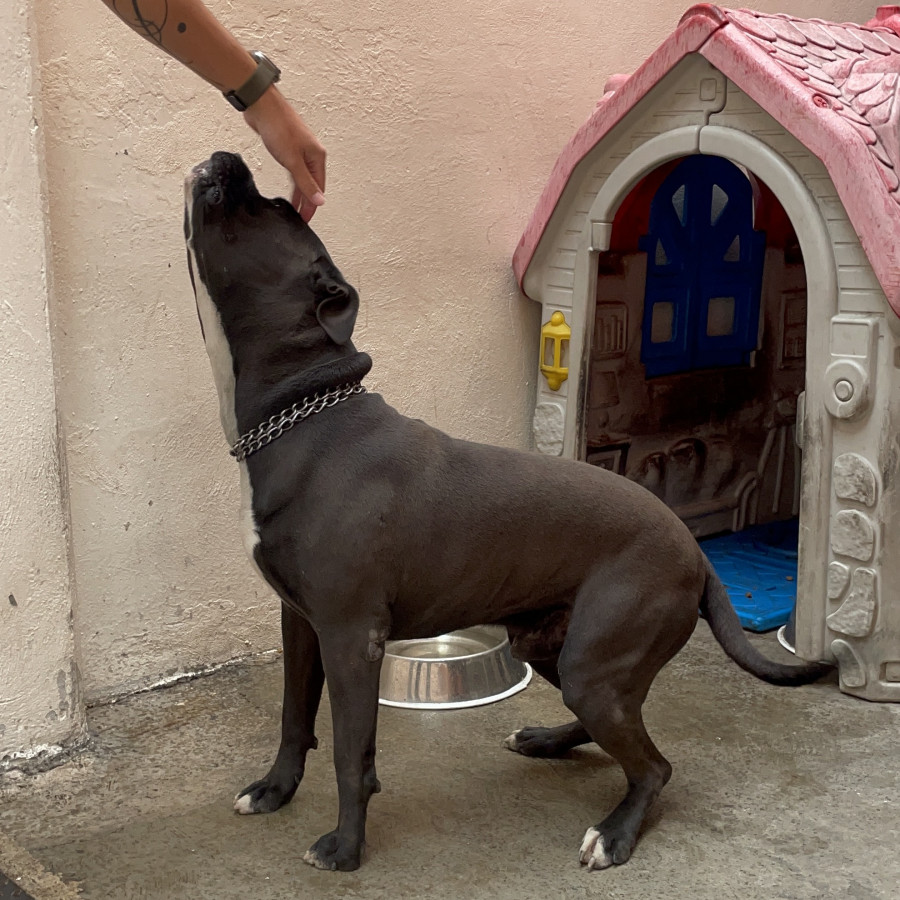 TOGO | Raza Mestizo, cruza de American Pitbull Terrier | En Adopción