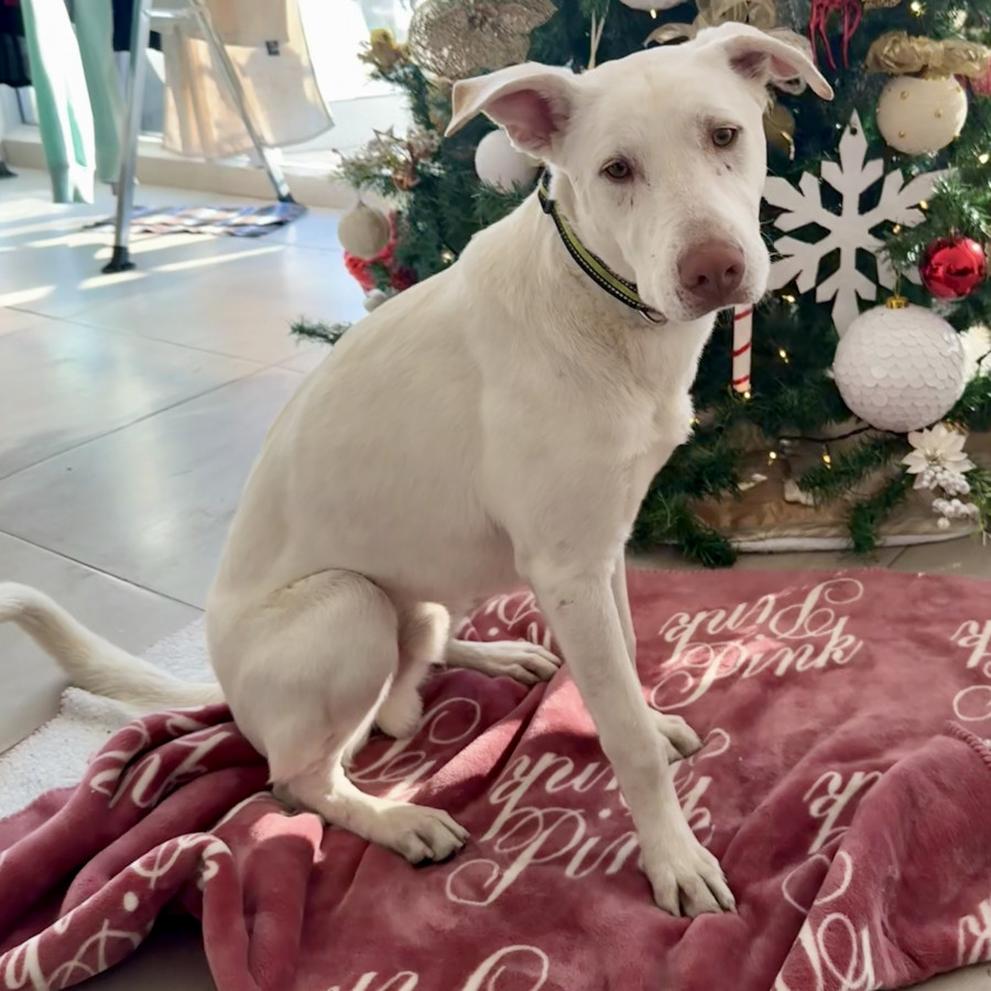  | Raza Mestizo , cruza de American Pitbull Terrier con Labrador | Encontrado