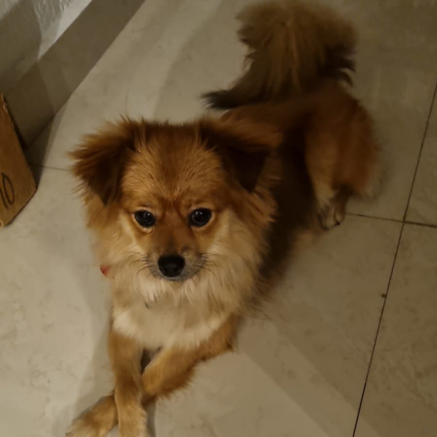 ULANI | Raza Pomerania | Perdida