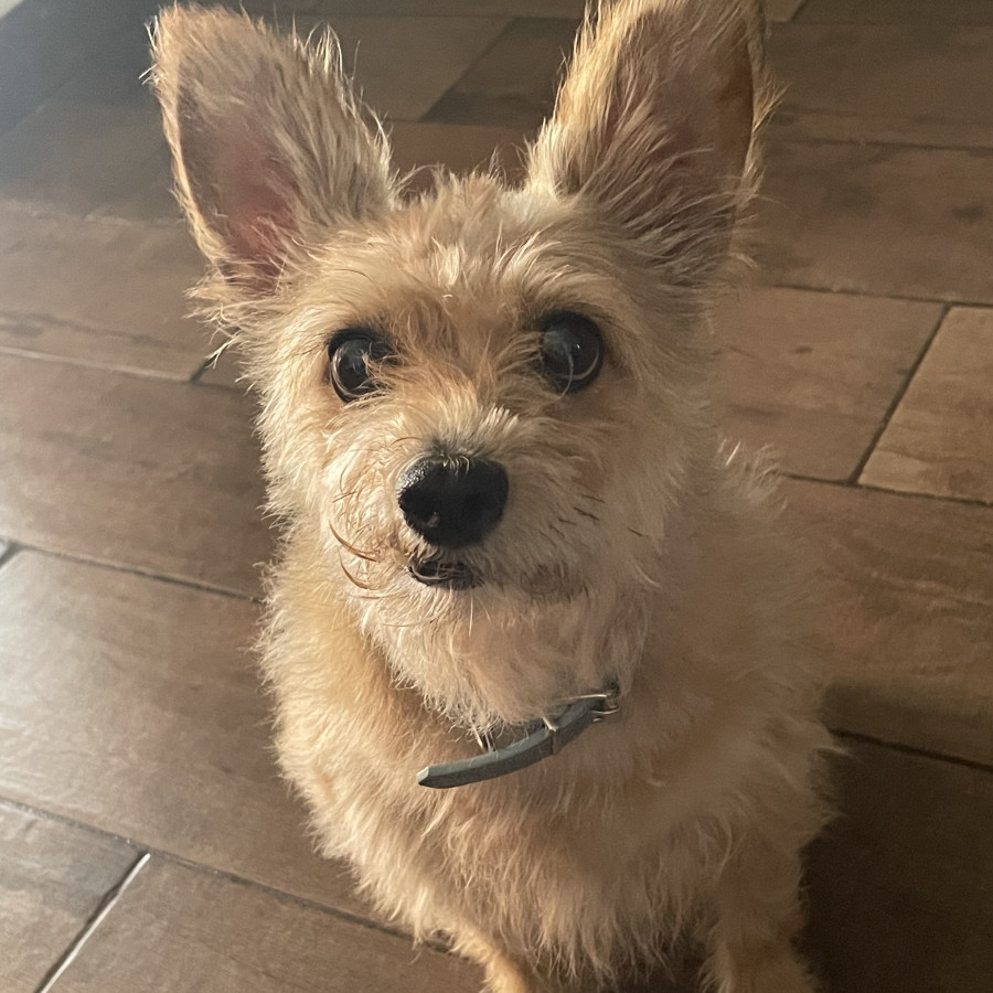 SKY | Raza Cairn Terrier  | Final Feliz