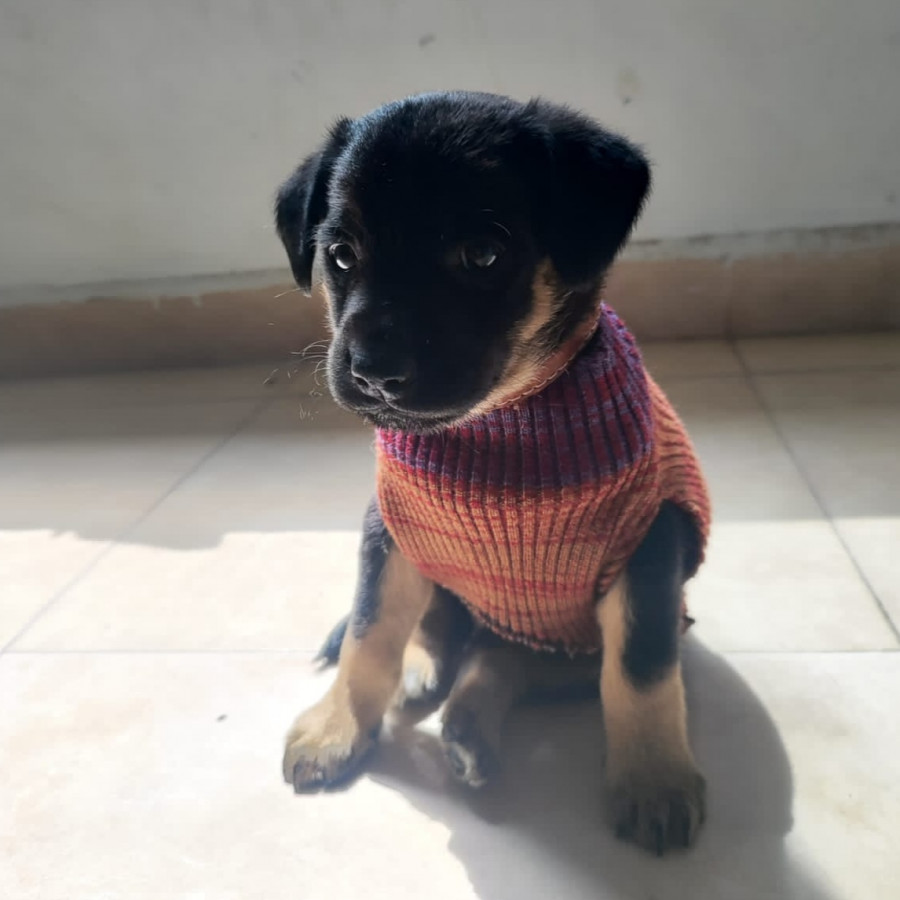 NAPOLEÓN | Raza Mestizo,  cruza de Rottweiler | En Adopción