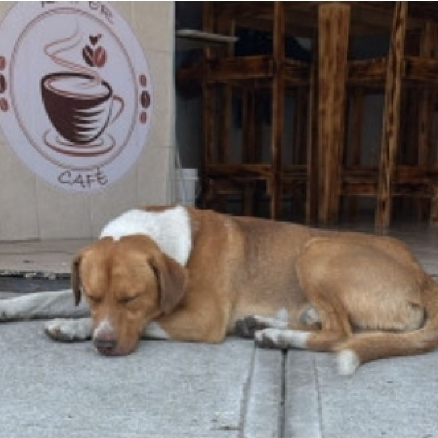  | Raza Mestizo, posible cruza de American Pitbull Terrier con Labrador | Encontrado
