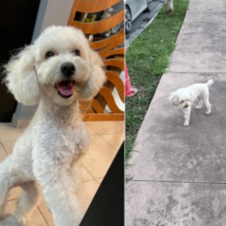 YARA | Raza French Poodle o Caniche | Perdida