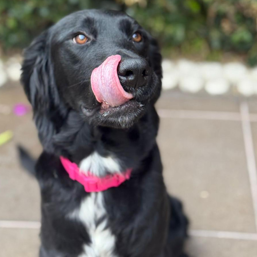 NENA | Raza Mestiza | En Adopción