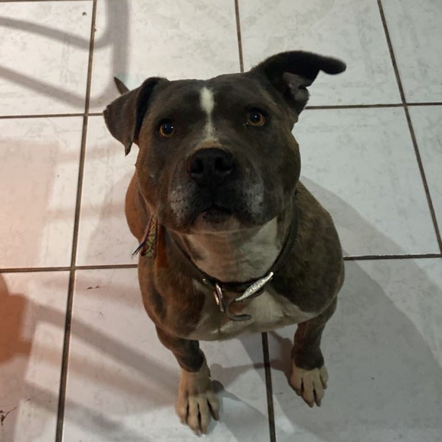 KHAL | Raza American Pitbull Terrier | Perdido
