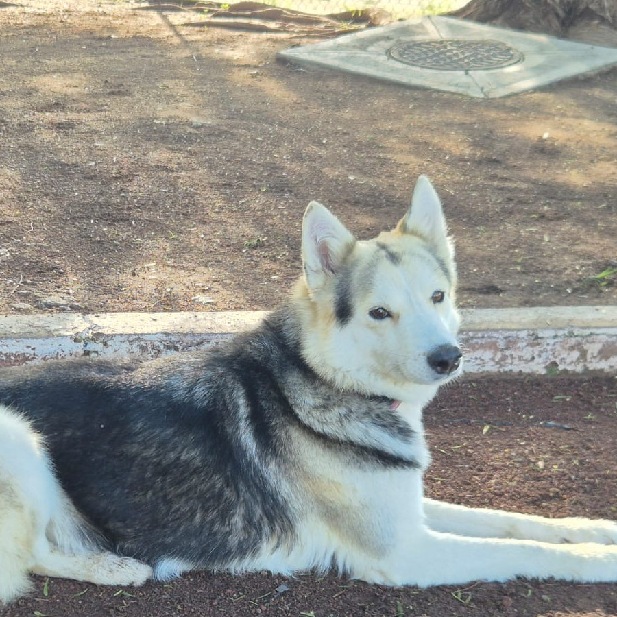 GORDITA | Raza Husky Siberiano | Perdida