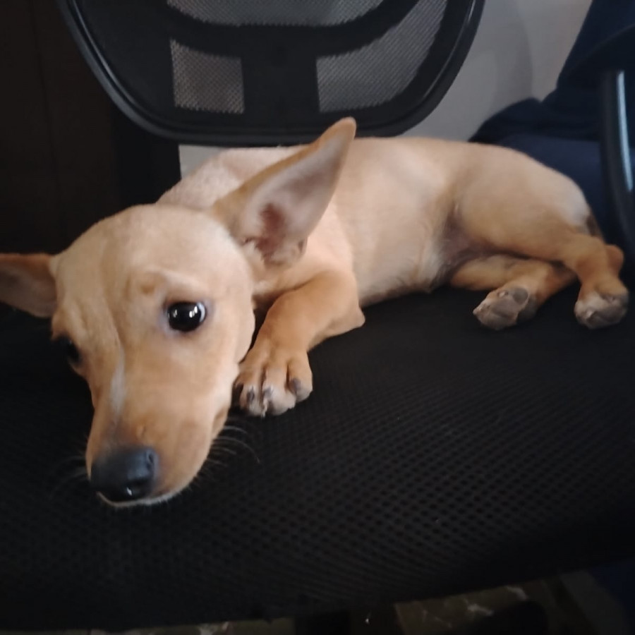 DONITA | Raza Mestiza, cruza de Chihuahua con Dachshund o Salchicha, (Chiwinnie) | Perdida