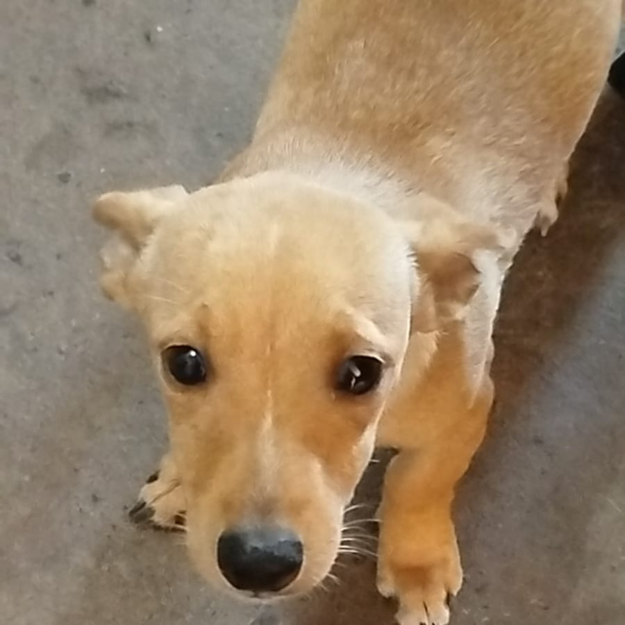 DONITA | Raza Mestiza, cruza de Chihuahua con Dachshund o Salchicha, (Chiwinnie) | Perdida