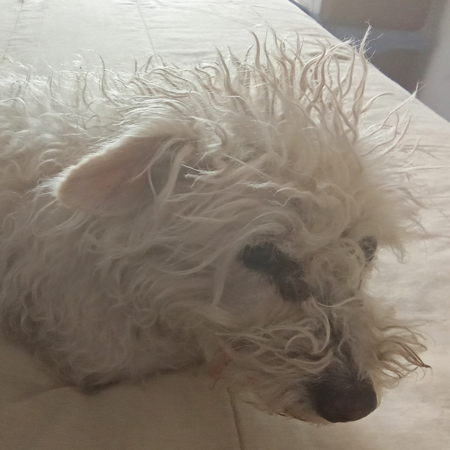 MANDY | Raza Mestiza,  cruza de French Poodle | Final Feliz